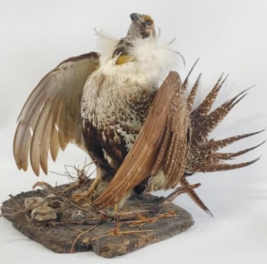 Ruffed Grouse Full Body Taxidermy Mount