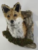 Fox Taxidermy Shoulder Mount With Drift Wood