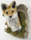 Fox Taxidermy Shoulder Mount With Drift Wood