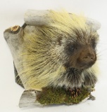 Porcupine Taxidermy 1/2 Body Mount With Drift Wood