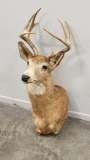 9-Point Whitetail Deer Shoulder Wall Mount