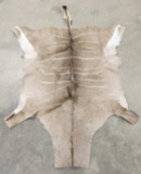 African Greater Kudu Taxidermy Rug