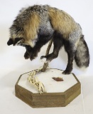 Grey Wolf Full Body Taxidermy Mount