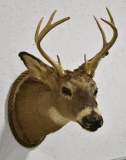 8-Point Whitetail Deer Taxidermy Shoulder Mount