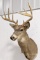 10-Point Whitetail Deer Taxidermy Shoulder Mount