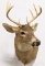 11-Point Mule Deer Taxidermy Shoulder Mount