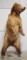 Large Full Body Standing Brown Bear Taxidermy