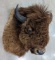Large American Bison Taxidermy Shoulder Mount