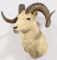 Dall Sheep Ram Taxidermy Shoulder Mount