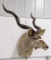 Greater Kudu Taxidermy Shoulder Mount