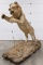 Amazing Full Body Male Lion Mount on Habitat Base
