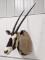 Large Gemsbok Antelope Taxidermy Shoulder Mount