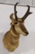 Baja California Pronghorn Taxidermy Shoulder Mount