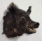 Wild Boar Taxidermy Shoulder Mount