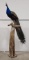 Full Body Peacock Taxidermy on Natural Perch