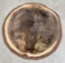 Soft Tanned Beaver Pelt on Brown & Tan Felt