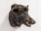 Wild Boar Taxidermy Shoulder Mount