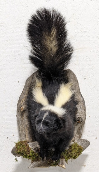 Skunk 1/2 Body Mount In the Den w/ Drift Wood