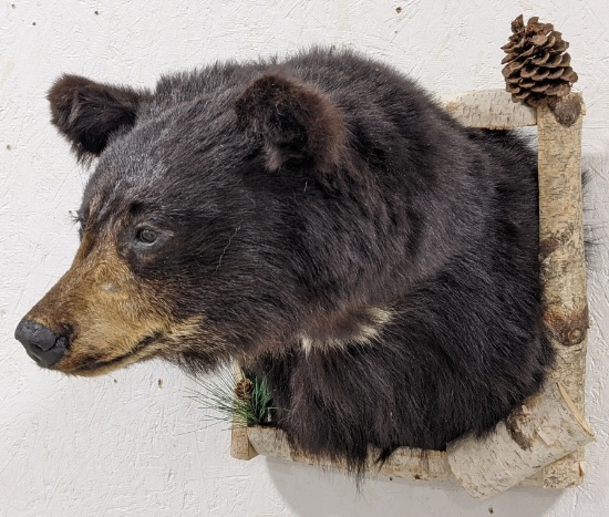 Black Bear Shoulder Mount in White Birch Den