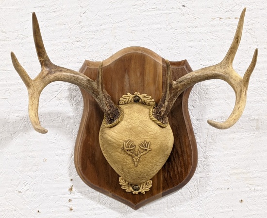 8-Point Whitetail Deer Rack on Decorated Plaque