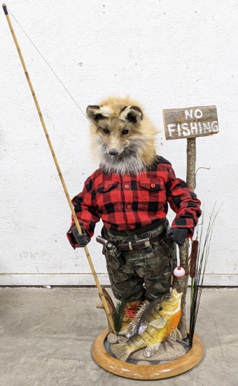 Fishin'  Red Fox with Large Blue Gill Catch