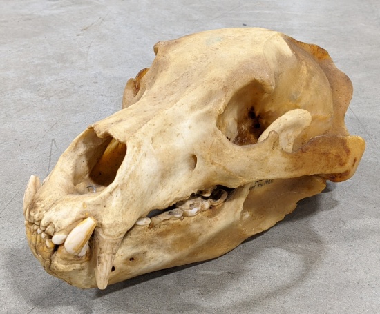 1968 Grizzly Bear Skull
