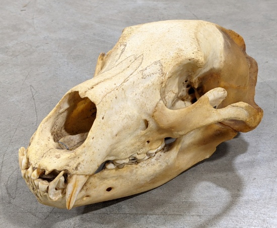 1969 Grizzly Bear Skull