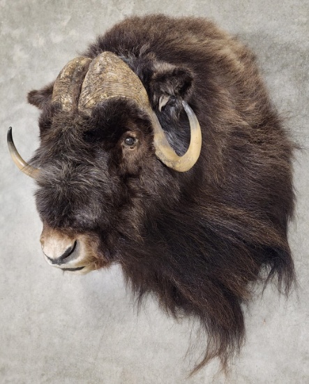 Large Musk Ox Shoulder Mount w/ Nice Long Hair