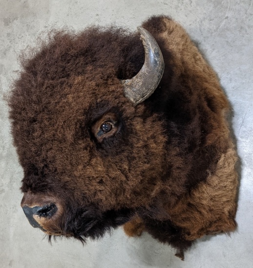 Large American Buffalo Taxidermy Shoulder Mount