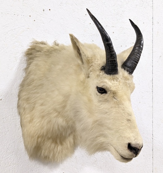 Mountain Goat Taxidermy Shoulder Mount