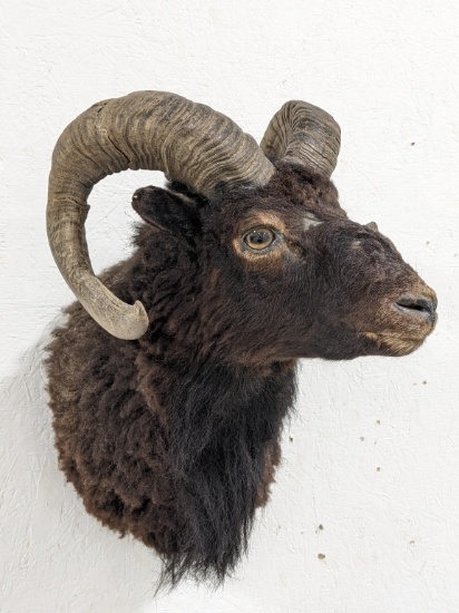 Black Hawaiian Ram Taxidermy Shoulder Mount