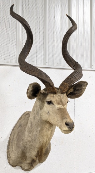Lesser Kudu Antelope Taxidermy Shoulder Mount