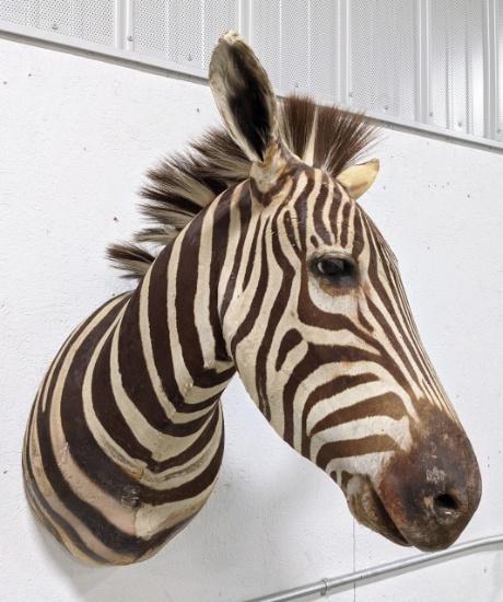 Zebra Taxidermy Shoulder Mount