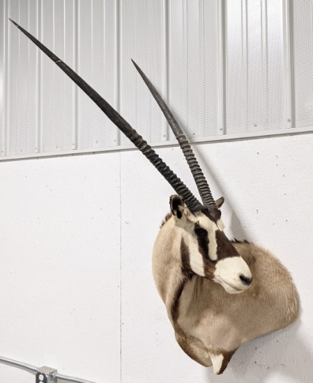 Arabian Oryx Taxidermy Shoulder Mount