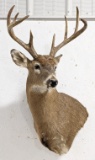 8-Point Whitetail Deer Taxidermy Shoulder Mount