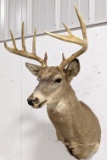 10-Point Whitetail Deer Taxidermy Shoulder Mount