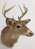 8-Point Whitetail Deer Taxidermy Shoulder Mount