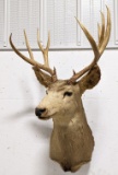 12-Point Mule Deer Taxidermy Shoulder Mount