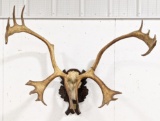 1966 Woodland Caribou Skull & Antler Mount