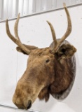 Vtg Moose Shoulder Mount on Barn Wood Plaque