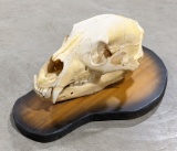 Large Black Bear Skull Mounted on Plaque