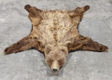 Vtg Large Brown Bear Skin Rug w/ Head & Paws
