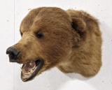 Large Brown Bear Shoulder Mount