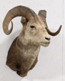 Stone Big Horn Sheep Ram Taxidermy Shoulder Mount