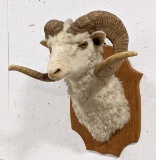 Dall Big Horn Sheep Ram Taxidermy Shoulder Mount