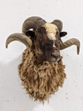Arapawa Ram Taxidermy Shoulder Mount