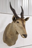 Common Eland Antelope Taxidermy Shoulder Mount