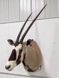 Large Gemsbok Antelope Taxidermy Shoulder Mount