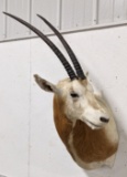 Scimitar Oryx Taxidermy Shoulder Mount