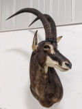 Sable Antelope Taxidermy Shoulder Mount